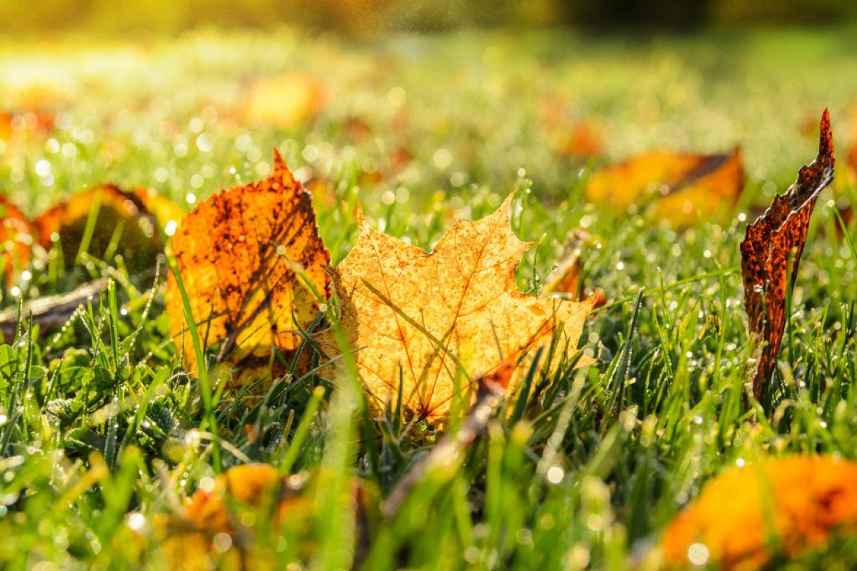 Rozprostřete ho na trávník do konce října. Na jaře vám bude vděčný 6 Rozprostřete ho na trávník do konce října. Na jaře vám bude vděčný