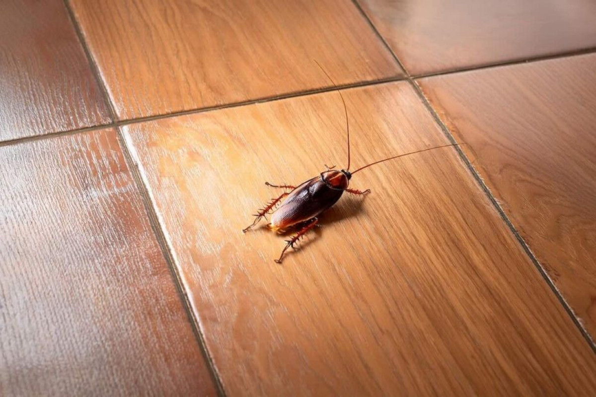 Vaše kuchyně je rájem pro šváby: spotřebič, který používáte každý den, je láká nejvíc