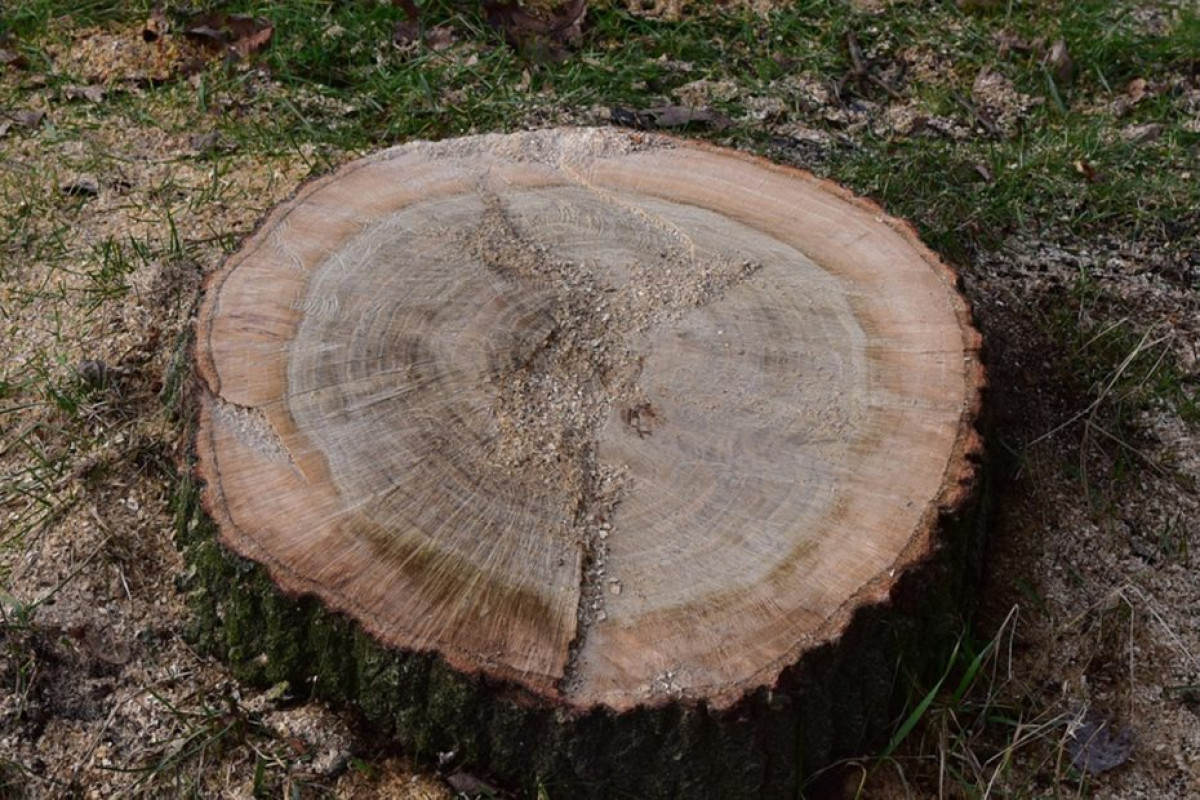 Vyvrtejte díru, zasypte ji a počkejte – pařez sám zmizí 12 Vyvrtejte díru, zasypte ji a počkejte – pařez sám zmizí